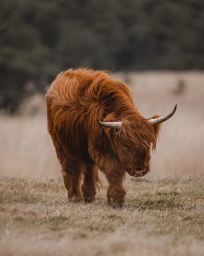 Know Why You Want to Raise a Rare Breed
